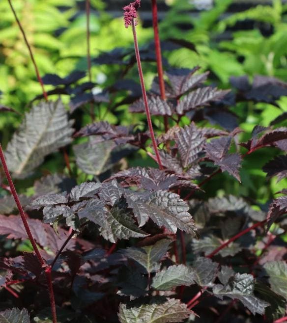 Root Beer Float Astilbe Perennials. Loves Shade. Super Easy to Grow. Comes back every year. shipped trimmed for fall planting.