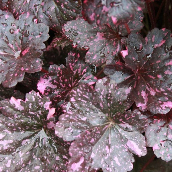 2 vivaces de démarrage pour roses de minuit Heuchera vivantes, clochettes de corail. Couleurs époustouflantes. Facile à cultiver. Aime les zones ombragées et humides.