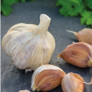 5 German Hardneck Garlic Cloves. Ready to Plant for Harvest Next Season.