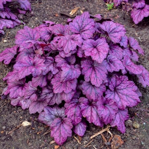 3 Heuchera Electric Plum Starter Perennials. Stunning Colors