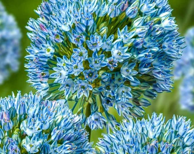 4 Baby Blue Allium Perennial Bulbs. Super Hardy. Perfect Time to Plant ...