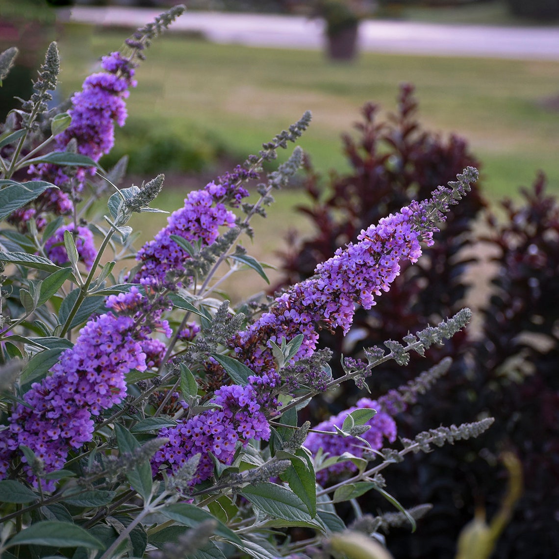 Lavender Cascade Perennial Butterfly Bush. Loves Sun. Easy to Etsy