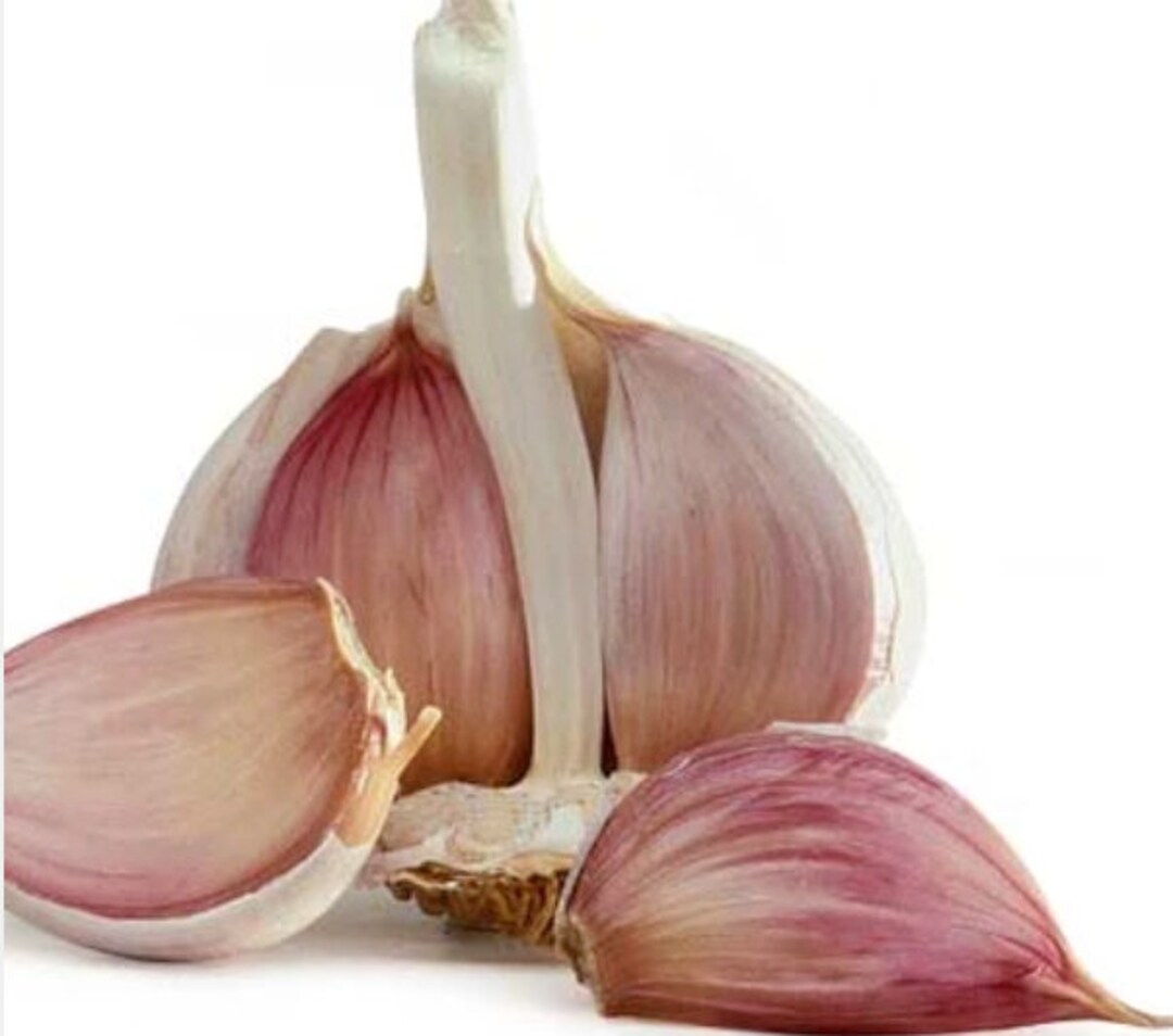 5 German Hardneck Garlic Cloves. Ready to Plant for Harvest Next Season