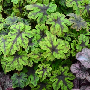 2 Tiarella Fingerpaint Perennial Plants. Loves Shade. Easy to Grow. Stunning Colors