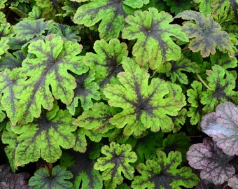 2 Tiarella Fingerpaint Perennial Plants. Loves Shade. Easy to Grow. Stunning Colors