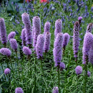May include: A close-up of a cluster of purple Liatris flowers in full bloom. The flowers have a tall, spiky appearance with a vibrant purple hue. Green stems and leaves provide a contrasting backdrop.