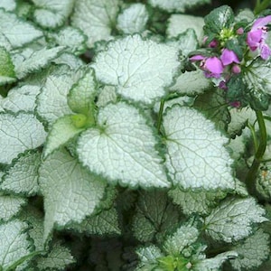 May include: A close-up of a patch of silver-leaved groundcover with small, pink flowers.
