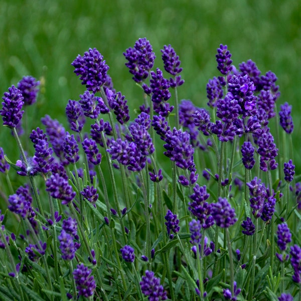 3 Lavandula essence 'Lavance Deep Purple Lavender Starter Perennials. Stunning Blooms. Pollinator. Easy to Grow. Loves Sun