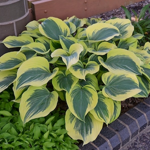Liberty Live  Hosta. Loves Shade. Super Easy to Grow. Super Cool. Perfect time to plant. Shipped trimmed for Planting