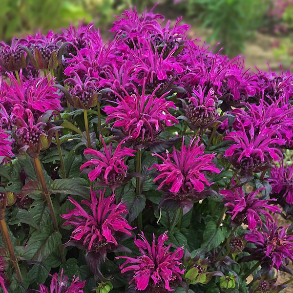 3 Live Rocking Raspberry Monarda Starter Beebalm Perennial Plants. Ships Today. Attracts Butterflies