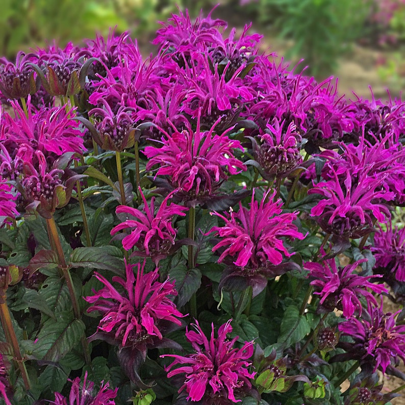 Puede incluir: Primer plano de un grupo de flores de color p&uacute;rpura vibrante con hojas de color verde oscuro. Las flores tienen una textura &uacute;nica y puntiaguda y est&aacute;n dispuestas en una formaci&oacute;n densa y tupida.