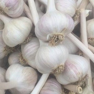 2 Huge German Hardneck Garlic Heads. Contains many cloves. Ready to Plant for Harvest Next Season. Super Healthy As Shown.