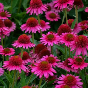 2 Delicious Candy Live Starter Echinacea Coneflower Plants Shipped Today. Stunning Colors. Shipped trimmed for planting