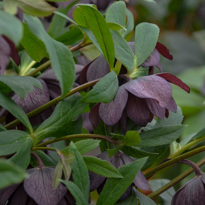 Helleborus 'Dashing Groomsmen' Lenten Rose Perennial