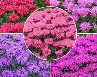 4 Live Monarda Beebalm Starter Perennial Collection. Super Cool Colors. Pollinators. Easy to Grow. Loves Sun. Yes 4 Plants