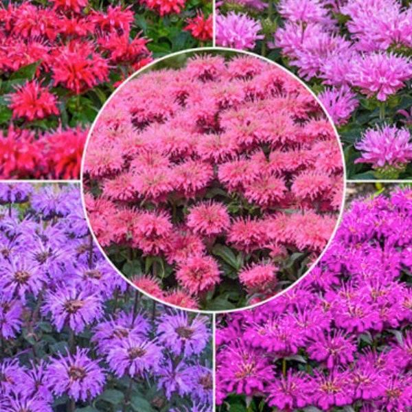 4 Collection de vivaces de démarrage Monarda Beebalm vivants. Couleurs super froides. Les pollinisateurs. Facile à cultiver. Aime le soleil. Oui 4 plantes