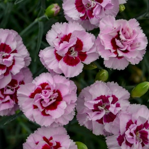 May include: Close-up of several pink carnation flowers with a deep red center. The petals are ruffled and have a delicate appearance. Green buds and foliage are visible in the background, creating a natural setting.