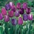 50 Bumbleberry Salvia Seeds | Perennial Flower Seeds For Planting | Non-GMO | Attracts Butterflies & Hummingbirds