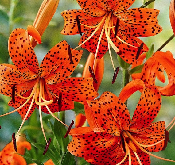 2 grandes plantas perennes de lirio tigre naranja. Color - Etsy España