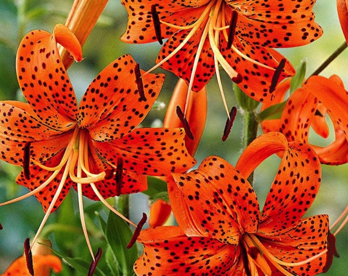 2 Large Orange Tiger Lily Perennials. Stunning Color. Grows to 3 Feet