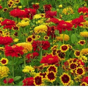 5 Mixed Coreopsis starter Perennials. Loves Sun. Super Easy to Grow. Attracts Butterflies and Hummingbirds. Stunning Colors.