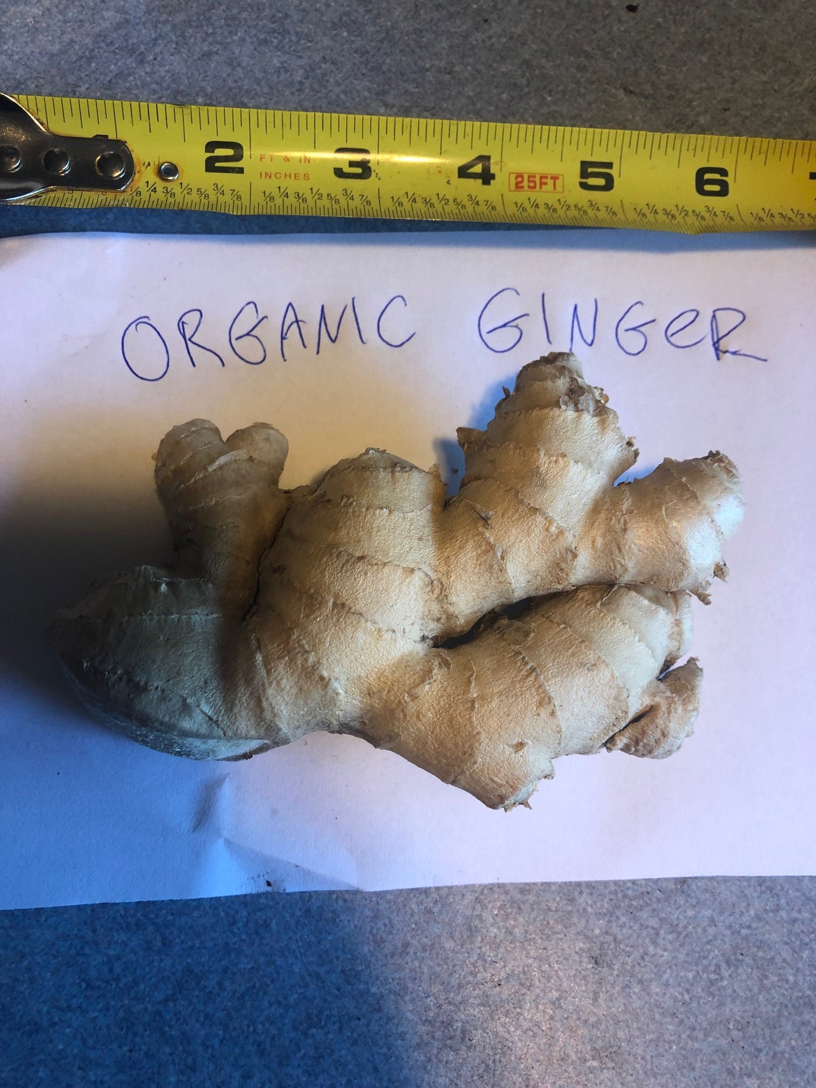 Organic Edible Ginger Roots. Perfect. Super Fresh. Super Healthy. - Etsy