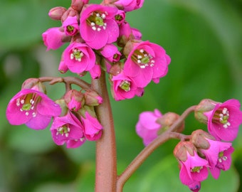 2 Live Heartleaf Bergenia cordifolia 'Winter Glow' Pigsqueak Starter Trimmed Perennial Plants. Stunning Colors. Super Cool Texture.