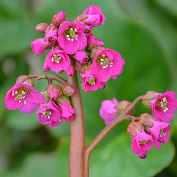 3 Live Heartleaf Bergenia cordifolia 'Winter Glow' Pigsqueak Starter  Trimmed Perennial Plants. Stunning Colors. Super Cool Texture.
