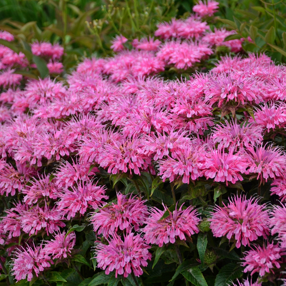 4 Live Bubblegum Blast Monarda Beebalm Perennial Plant. Attracts butterflies and hummingbirds. Plant once for years of enjoyment