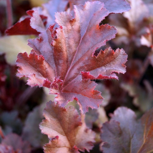 20 Christmas Ferns Bare Root Polystichum Acrostichoides Etsy