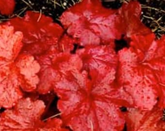 3 Heuchera Fire ALARM RED Live Starter Perennial Plants. Stunning Colors. Super Healthy. Ready for your Garden