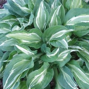 10 Mixed Bareroot Hostas. Shipped Trimmed and Ready for Planting. Loves Shade. Easy to Grow.