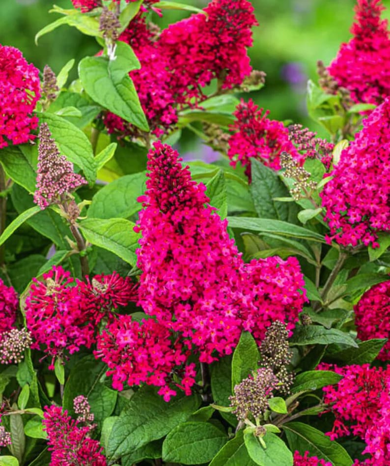 Butterfly Bush Collection. 3 Starter Perennial Plants. Pink, Raspberry ...