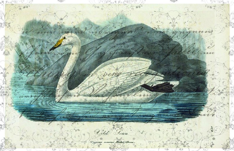 Bird Note Card-Number 18