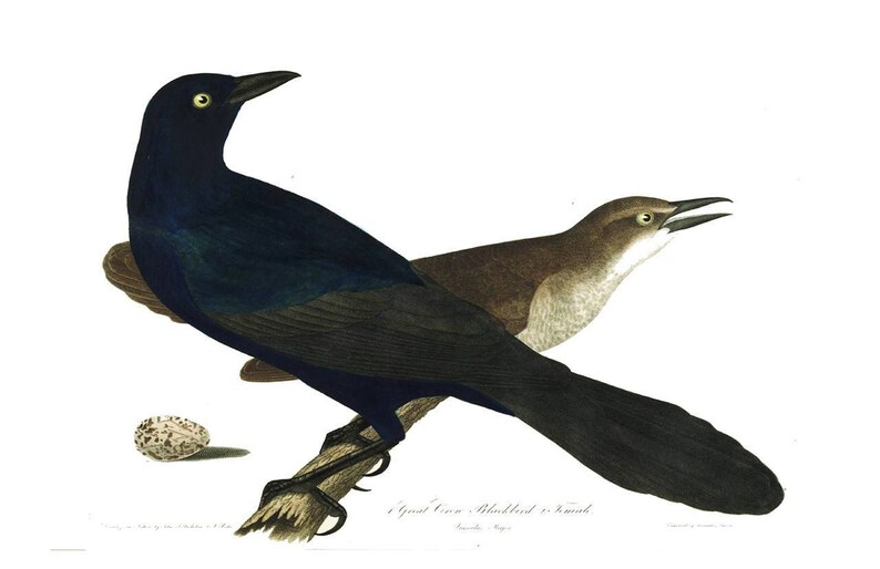 Bird Note Card-Number 17