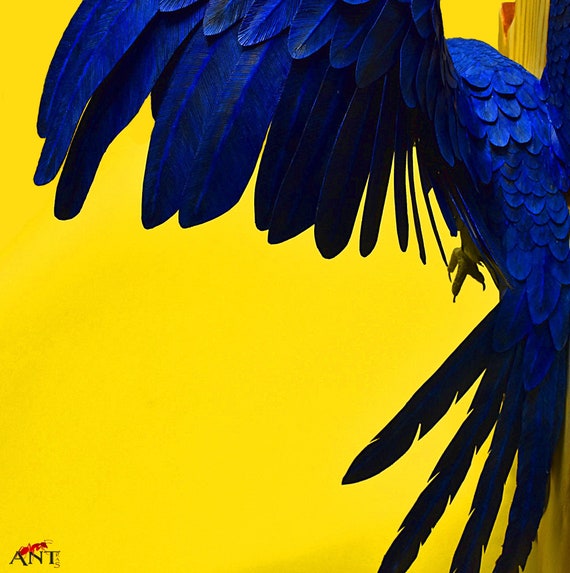Ara papegaai papier vogel sculptuur blauwe | Etsy