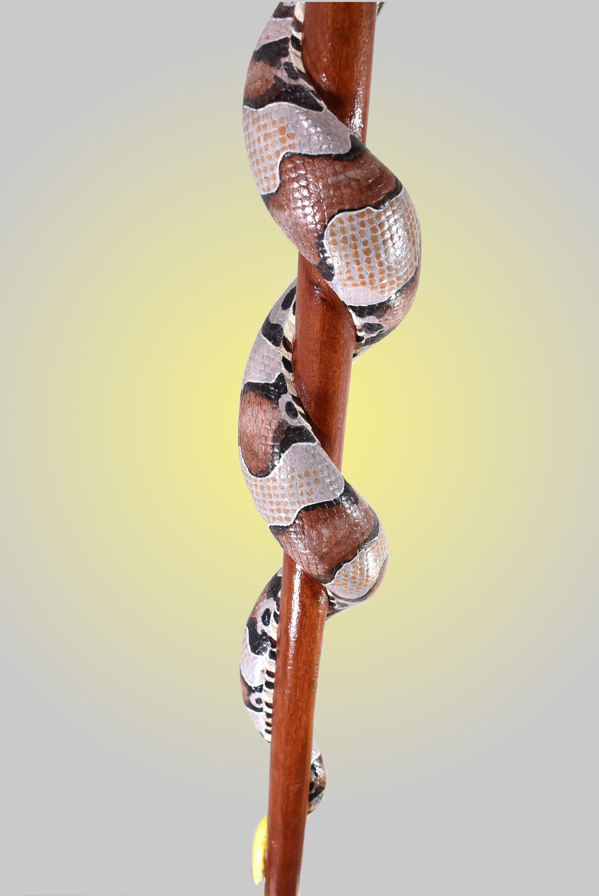 COPPERHEAD Snake Sculpture Wooden Walking Stick Hiking Staff, Hand