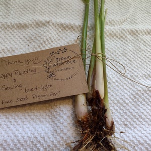 Lemongrass plant with roots. Live plant 5 plants per order. Organic and grown on our homestead!