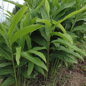 USA Grown Organic Thai Ginger Root. Galangal
