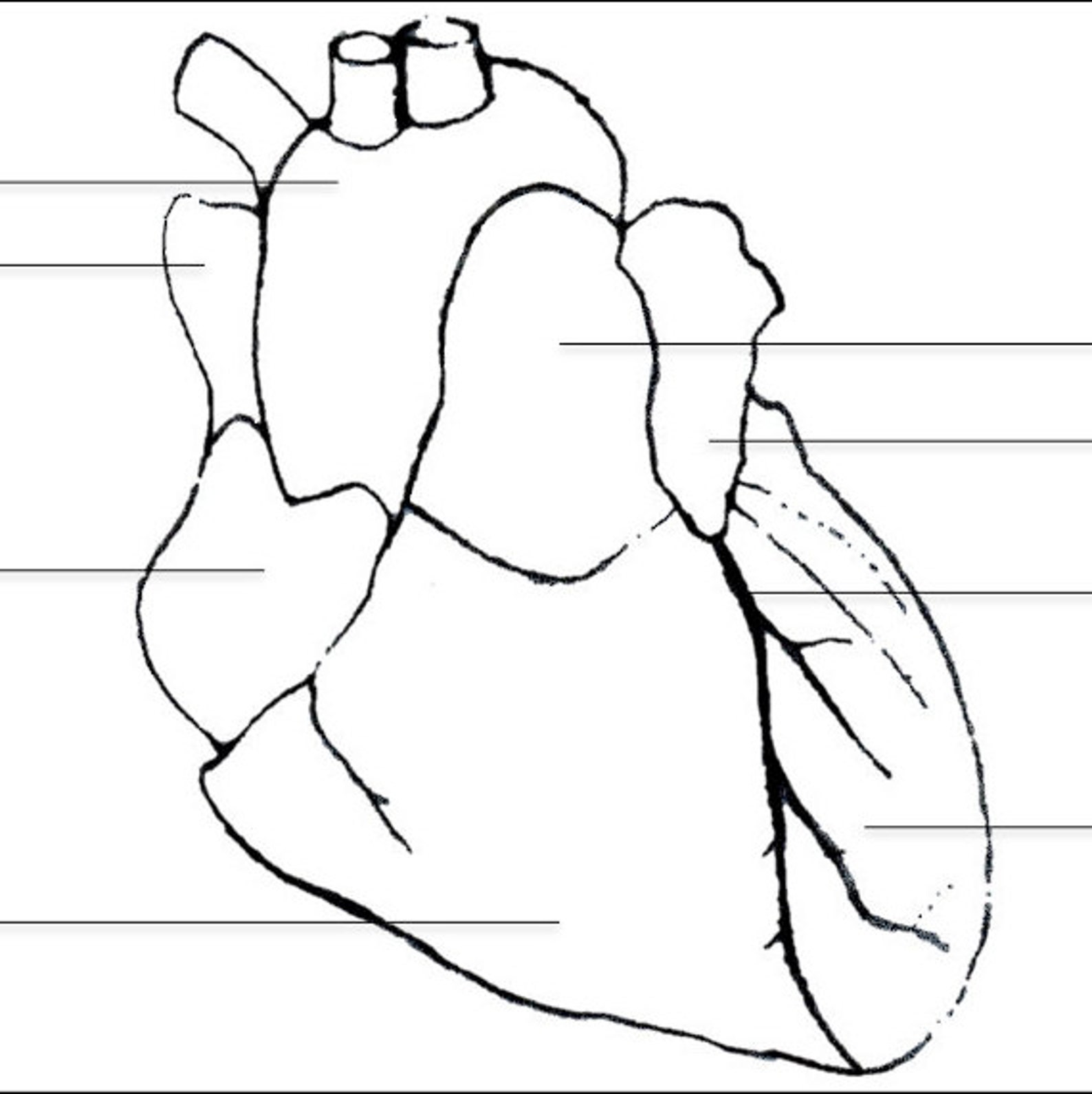 Heart 101 Anterior Heart Anatomy Colouring Printable Study Aid - Etsy