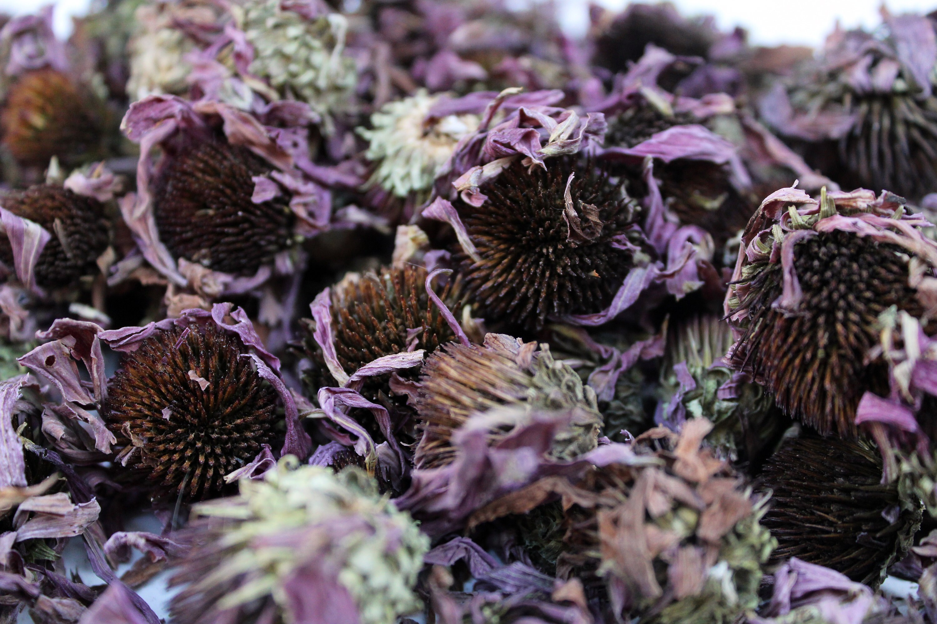 Dried Echinacea Purpurea Flowers Coneflower High Quality Etsy