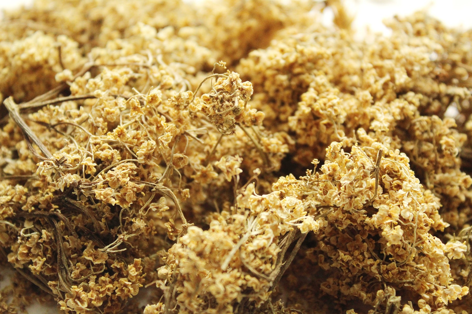 1/2 oz of Organic dried Elderflower Sambucus flowers on Etsy