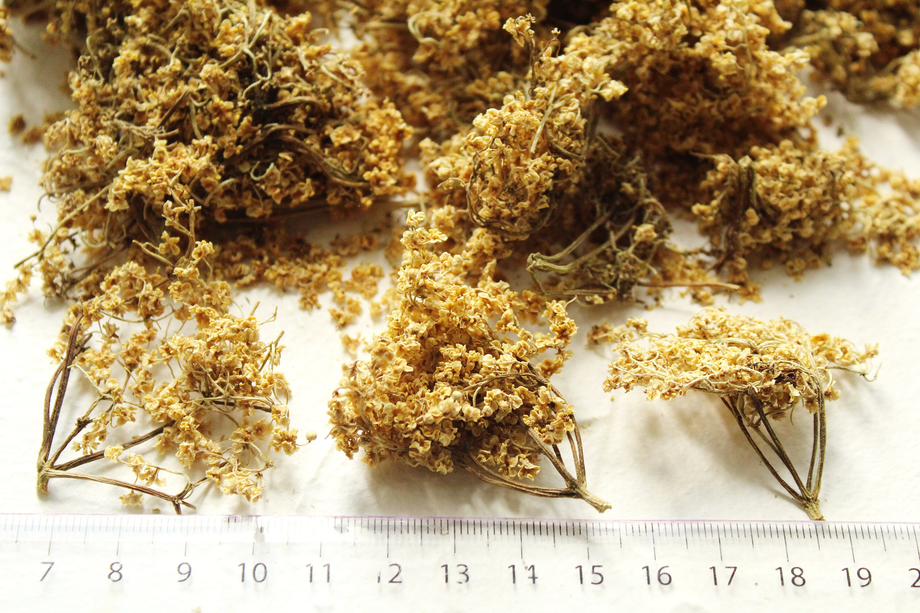 Organic dried Elderflower Sambucus flowers on stems Etsy