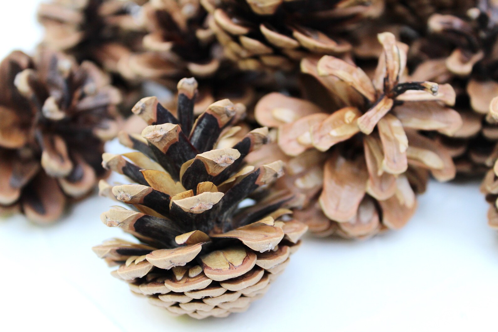 25 Dried Pine Cones High Quality Natural Organic Etsy