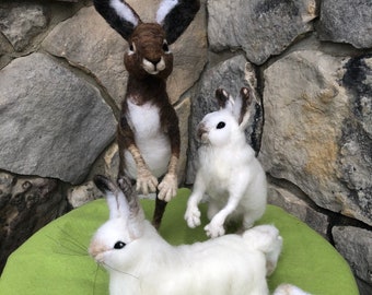 Snow hare and Brown rabbit