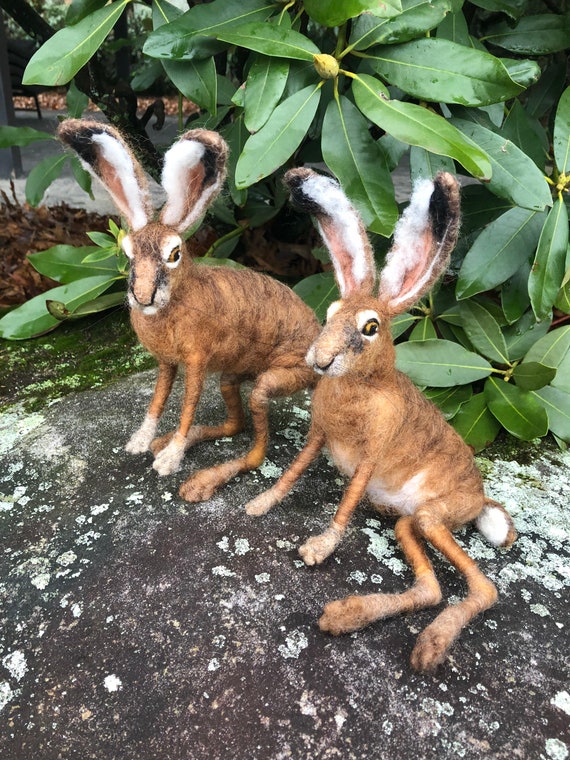 Brown Hare