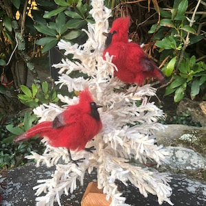 Cardinals and Song birds
