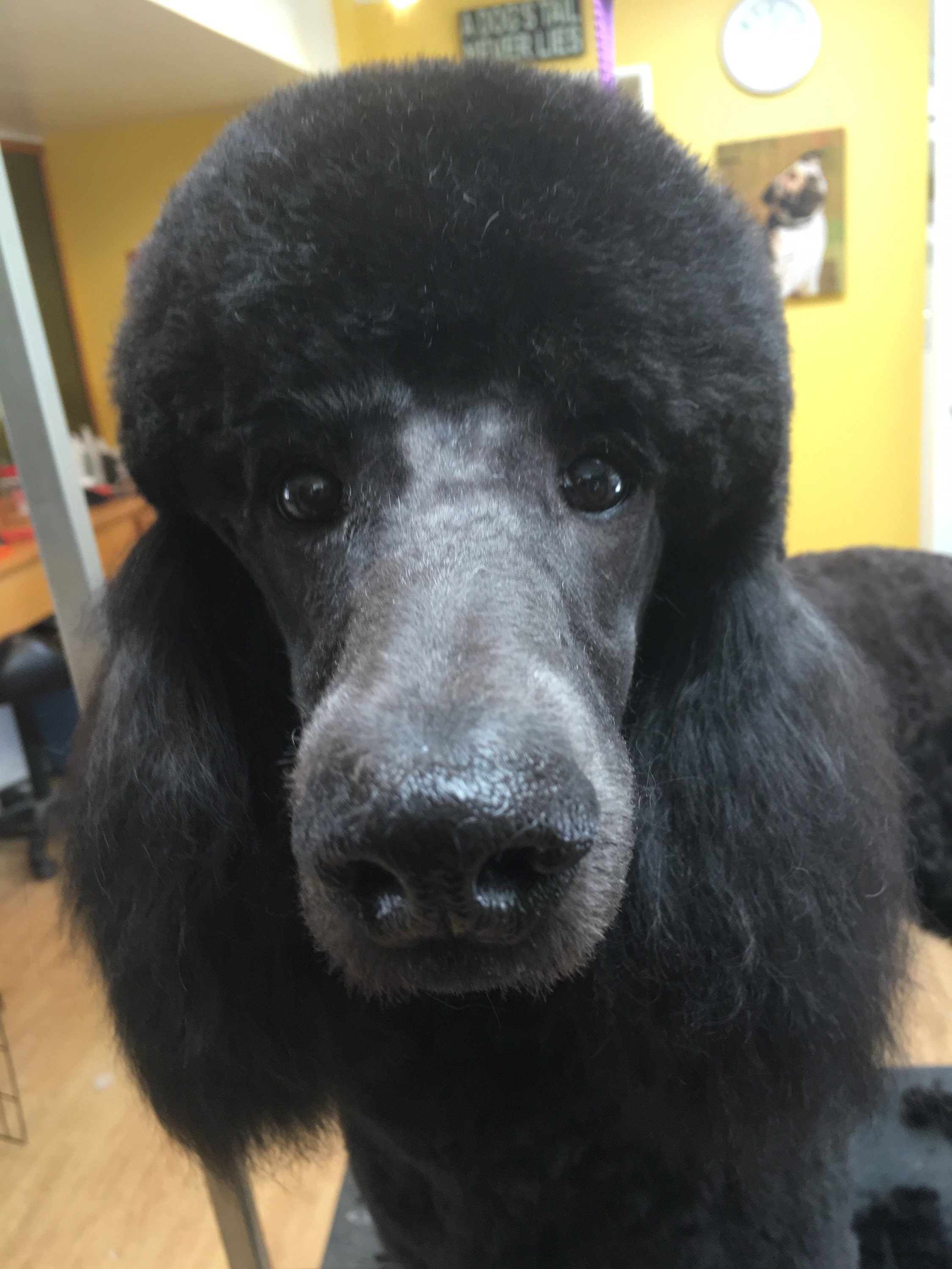 Dog Hair for Yarn Weaving or Crafts. Etsy