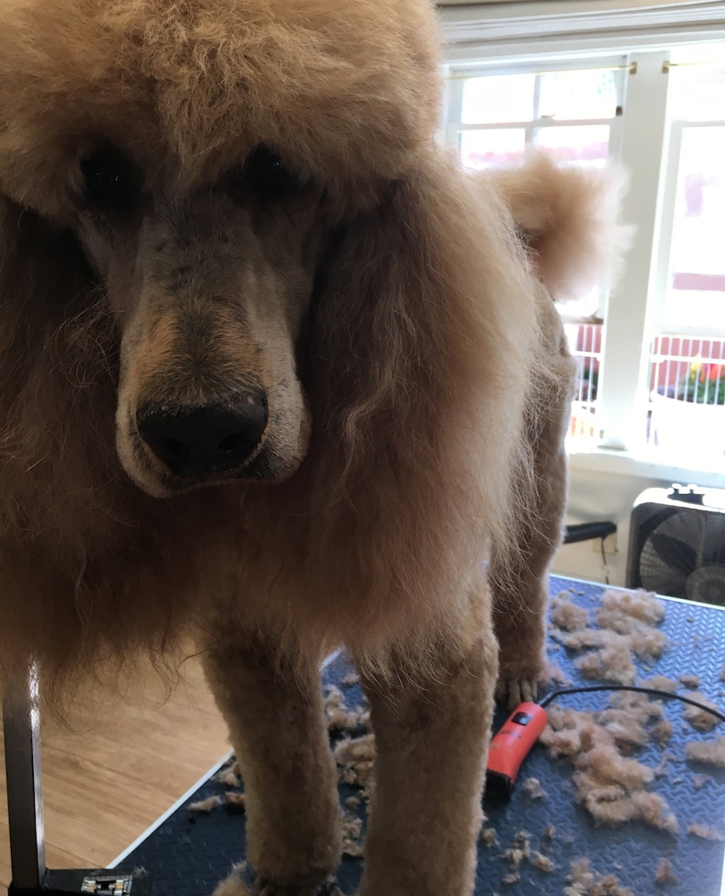 Dog Hair for Yarn Weaving or Crafts. Etsy