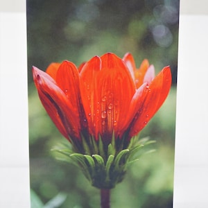 Blank greeting card from photo, Carte de voeux vierge à partir d'une photo